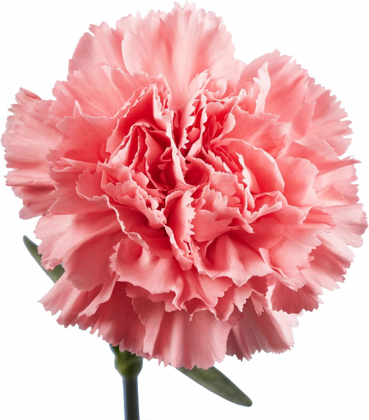 100 Pink Carnations- Beautiful Fresh Flowers (OM)