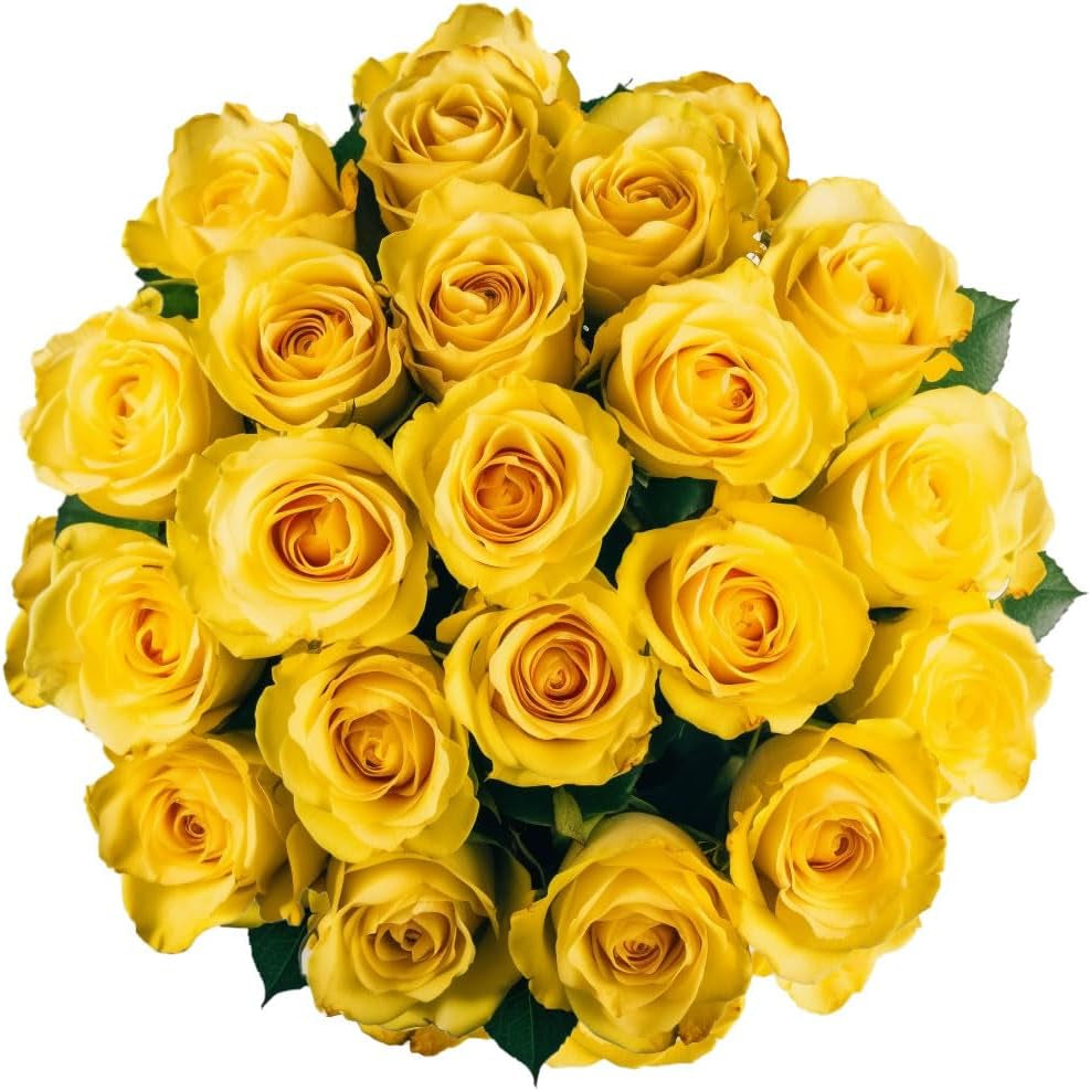 Fresh Cut Yellow Roses - 50 Roses Fresh Flowers Bouquet - Real Flowers Fresh Bouquet for Wedding, Birthday, Anniversary, Bridal Shower, or Home Decor - Fresh Cut Flowers Delivery