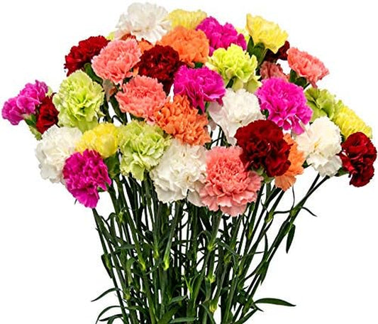 Flowerprime 400 Assorted Carnations - Fresh Natural Cut Flowers – Multiple Colors